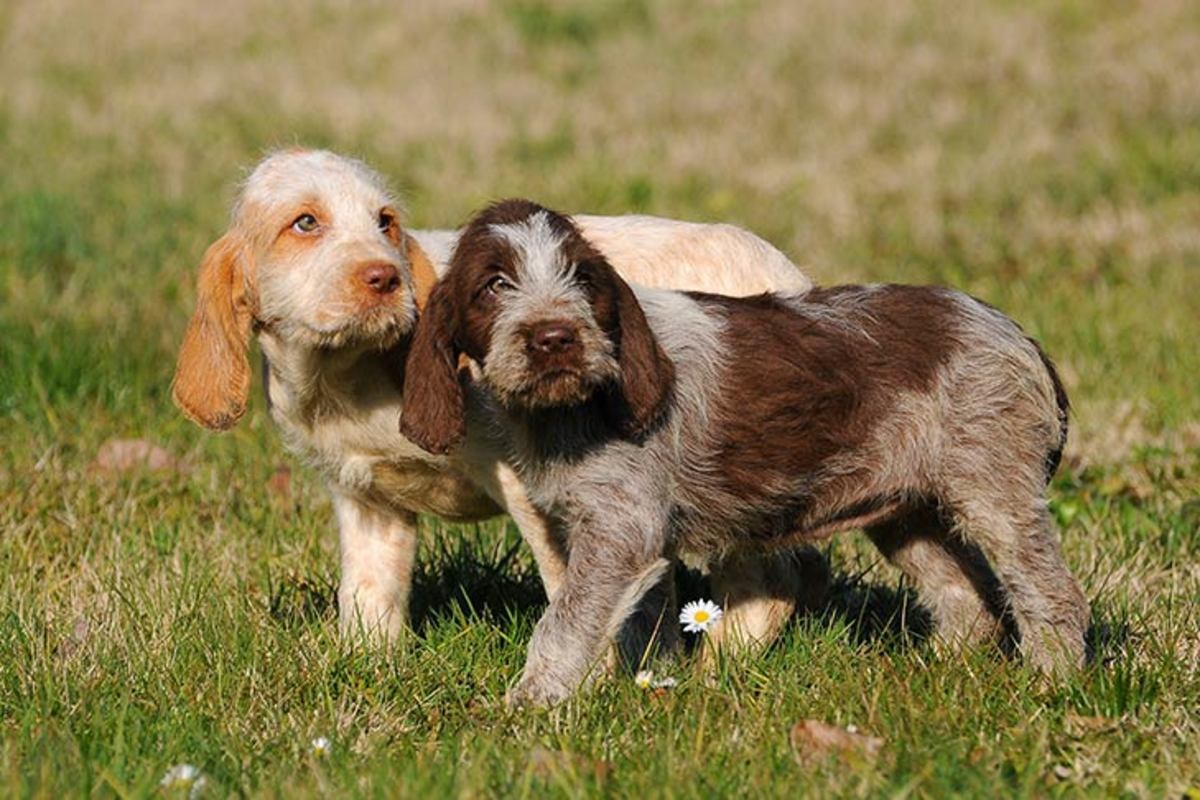 Pair of adorable Spinone Italiano puppies.