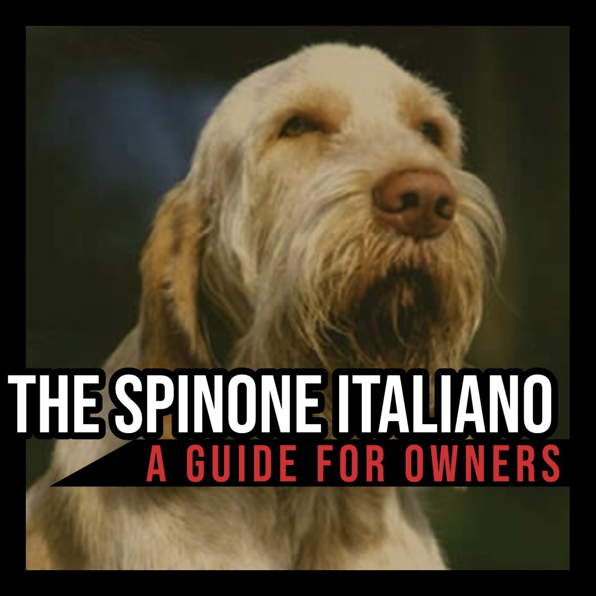The Spinone Italiano: A Guide for Owners