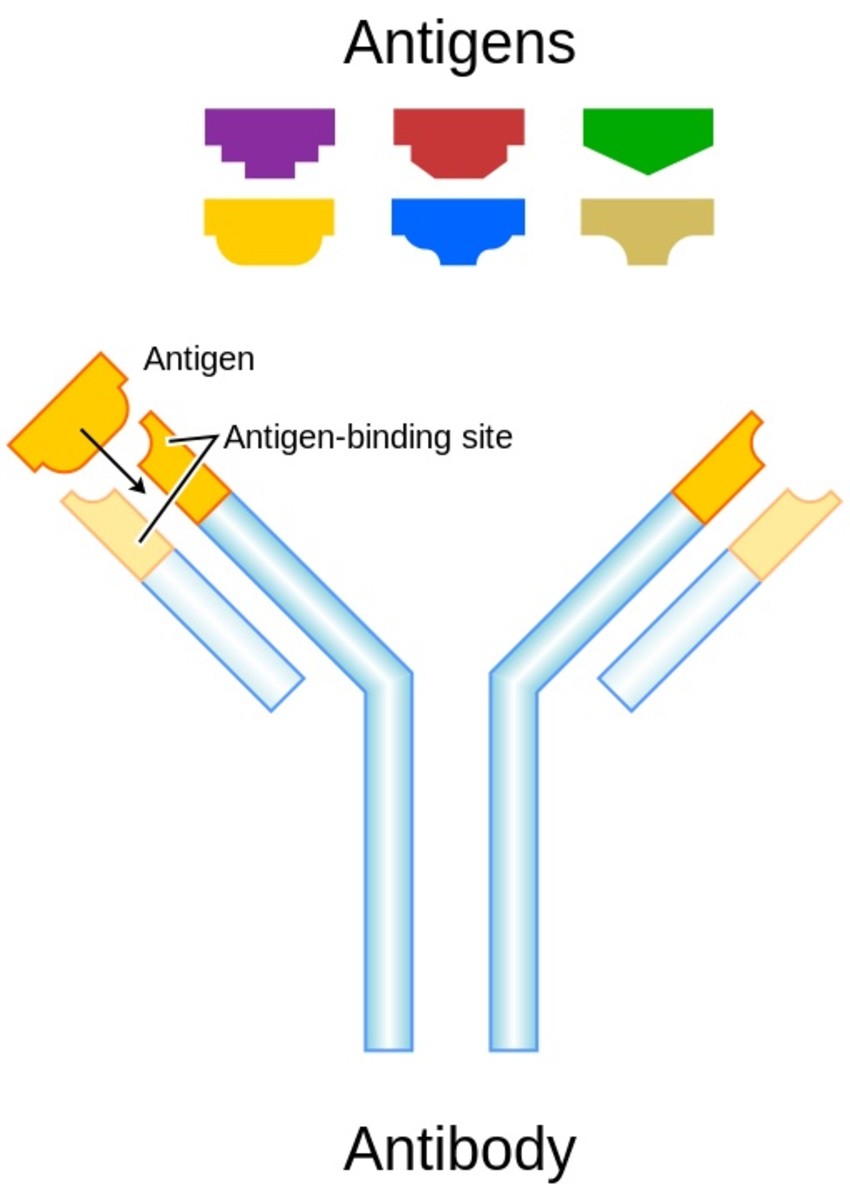The y-shaped antibody and the specific antigen that bonds to it