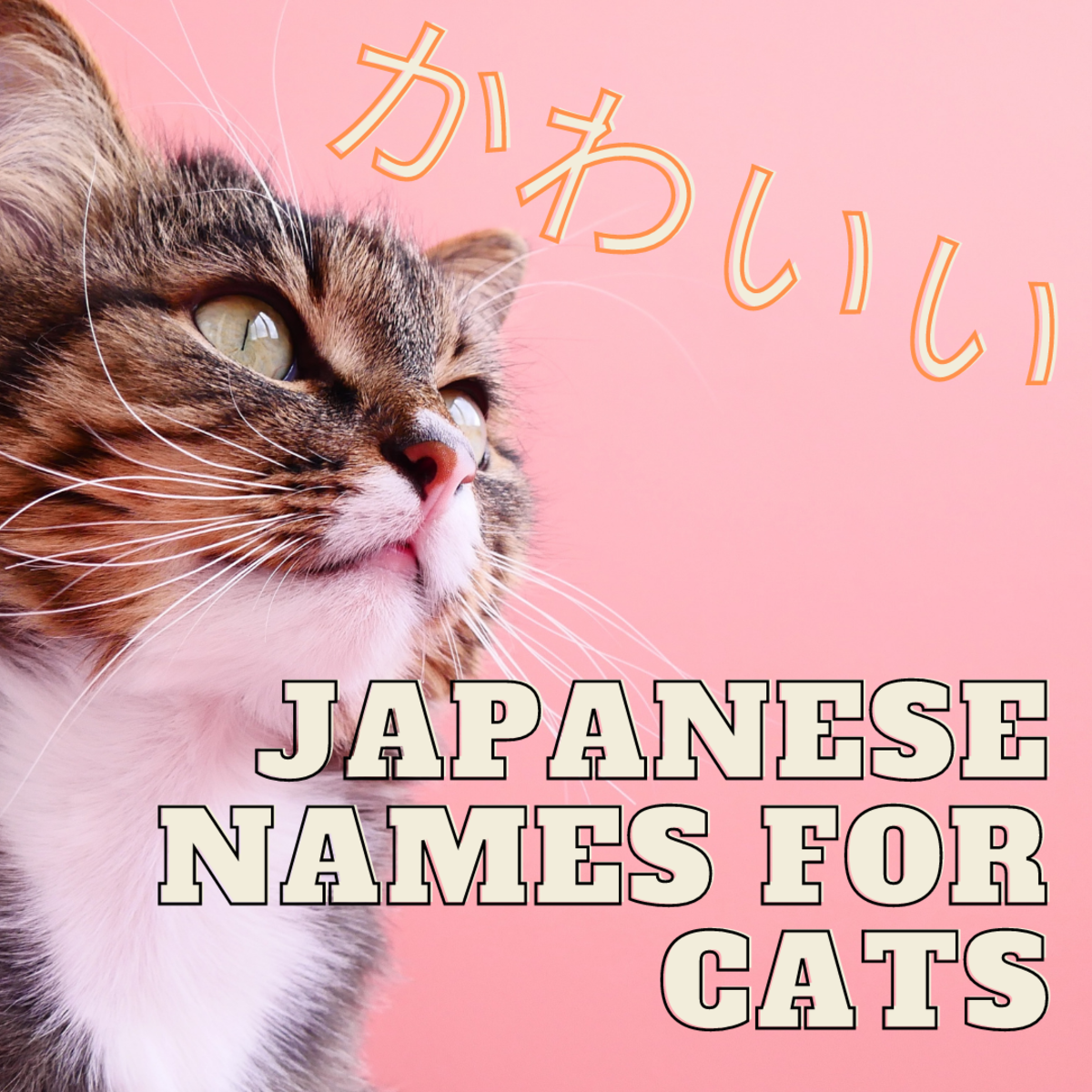 100+ Cute Japanese Cat Names for Your Pet