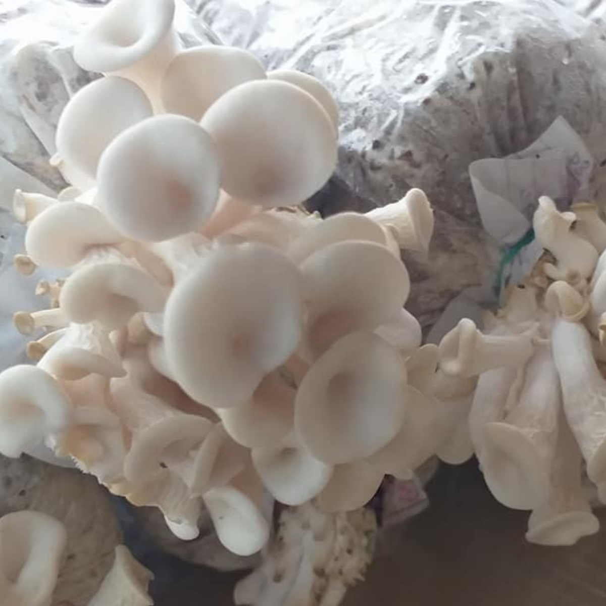 Whether foraged for in the wild or cultivated at home, oyster mushrooms are some of the most sought-after and beloved of all fungi.