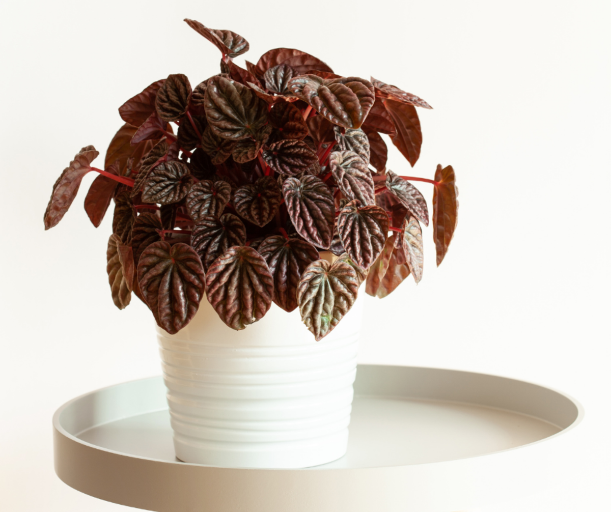 7-pet-friendly-indoor-plants-to-start-using-in-your-home-today-for-cleaner-air-tomorrow