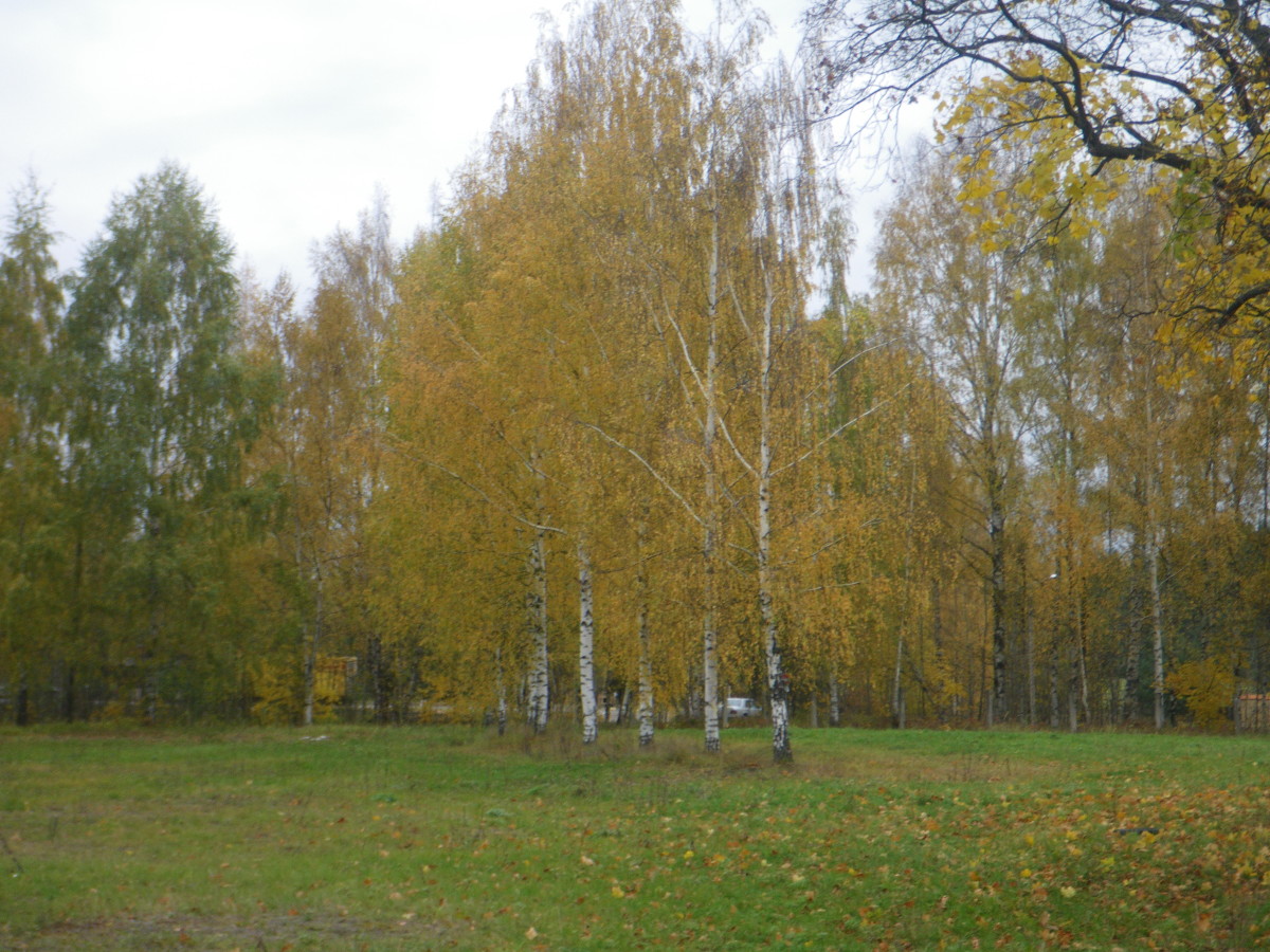 yellow-birches