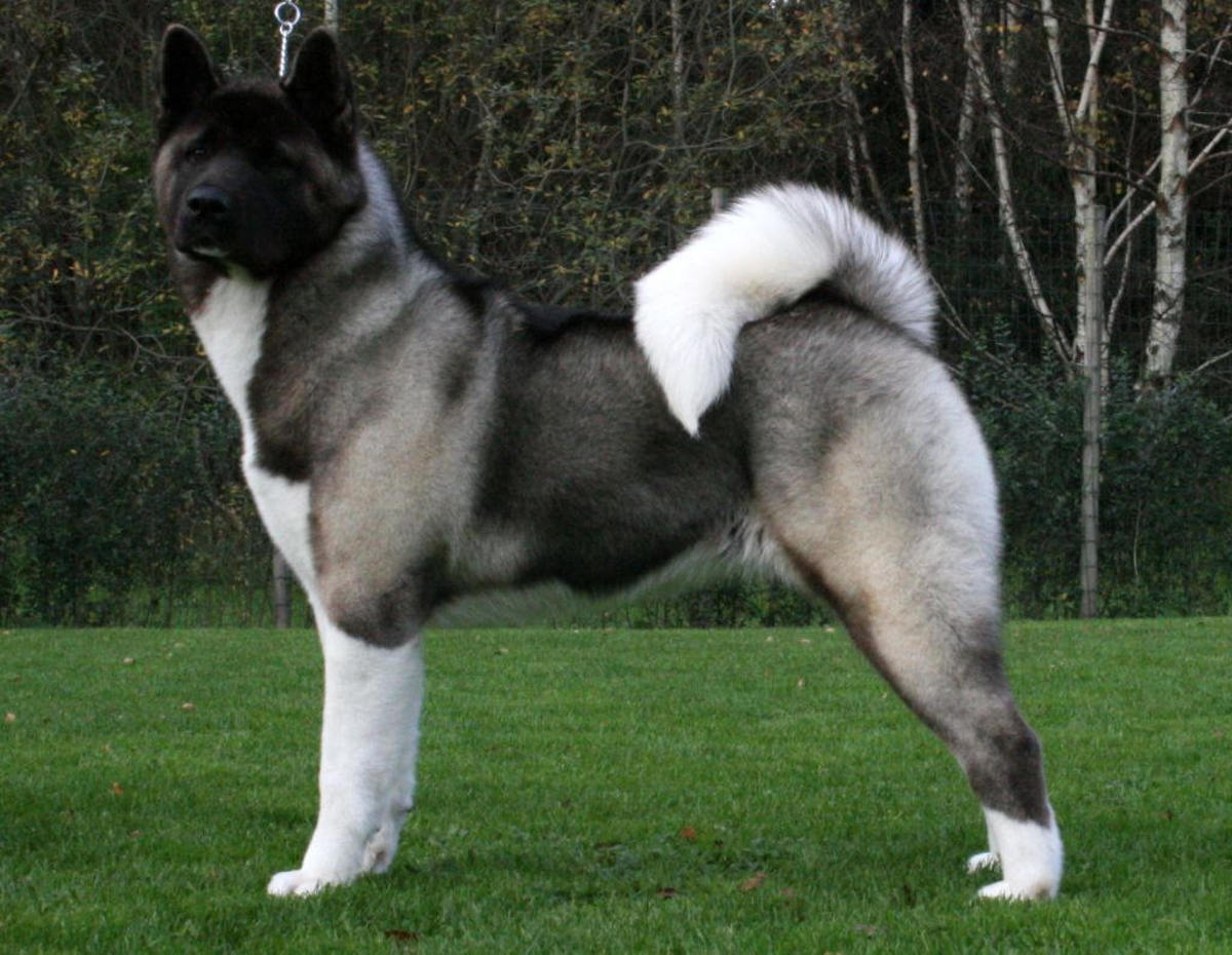 The American Akita is beautiful but can cause great injury when provoked.