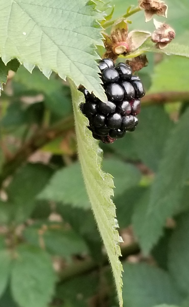 Beautiful blackberry framed by cane leaves.