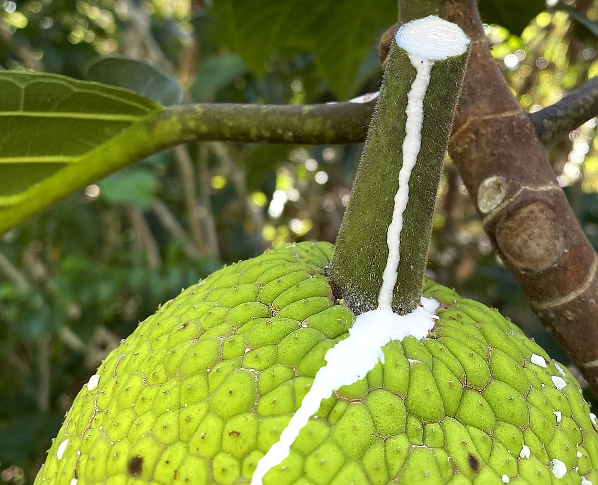 'Ulu Breadfruit: Facts And Culinary Uses - Dengarden