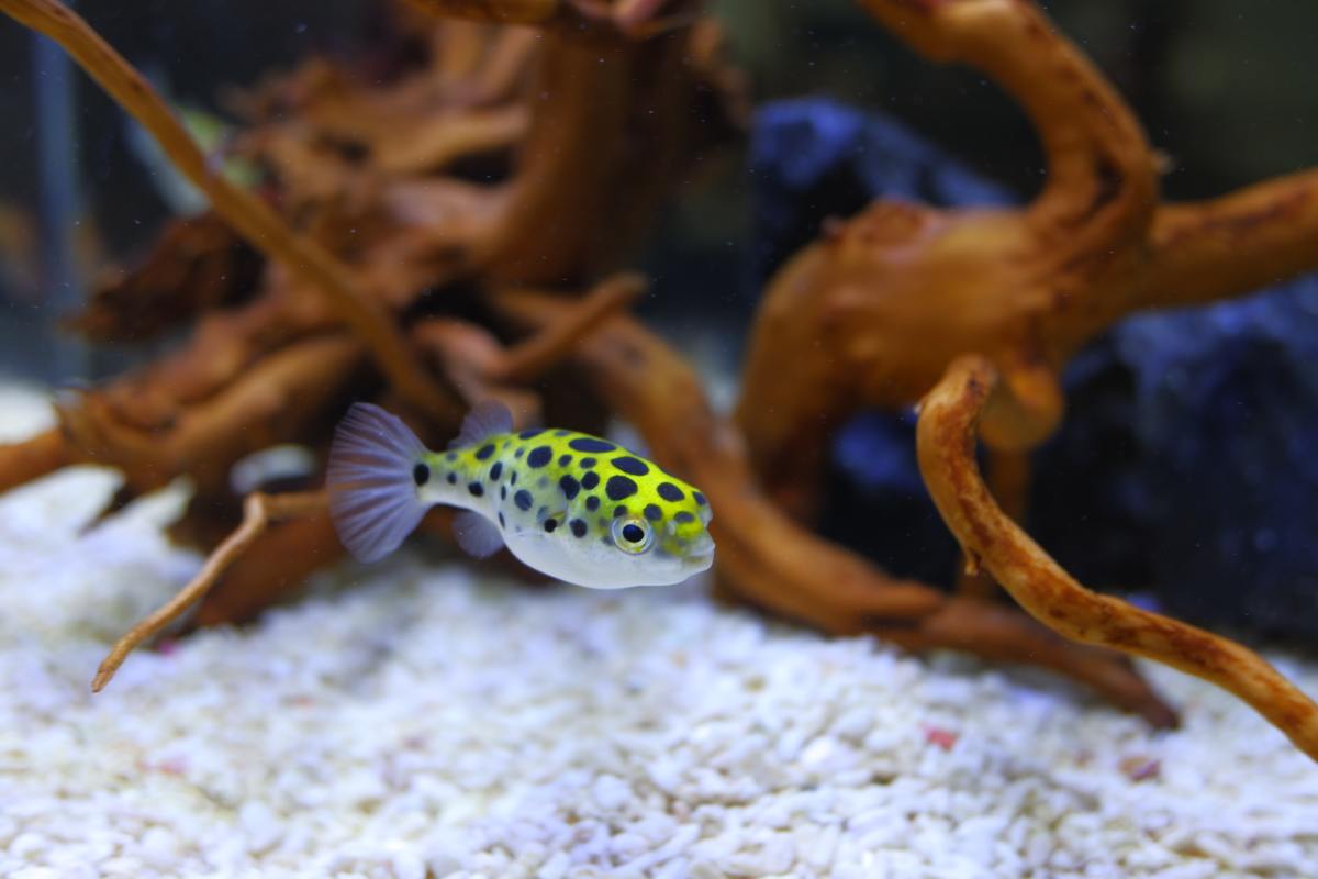 Green Spotted Puffer Fish Care, Feeding and Tank Setup