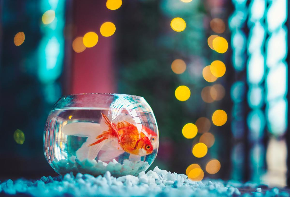 Should you avoid goldfish?