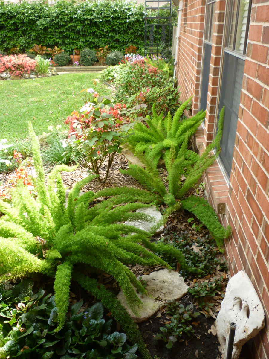 Foxtail ferns planted near rose bush in our backyard: This was a mistake.