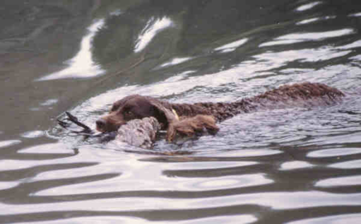 are carrots good for a american water spaniel