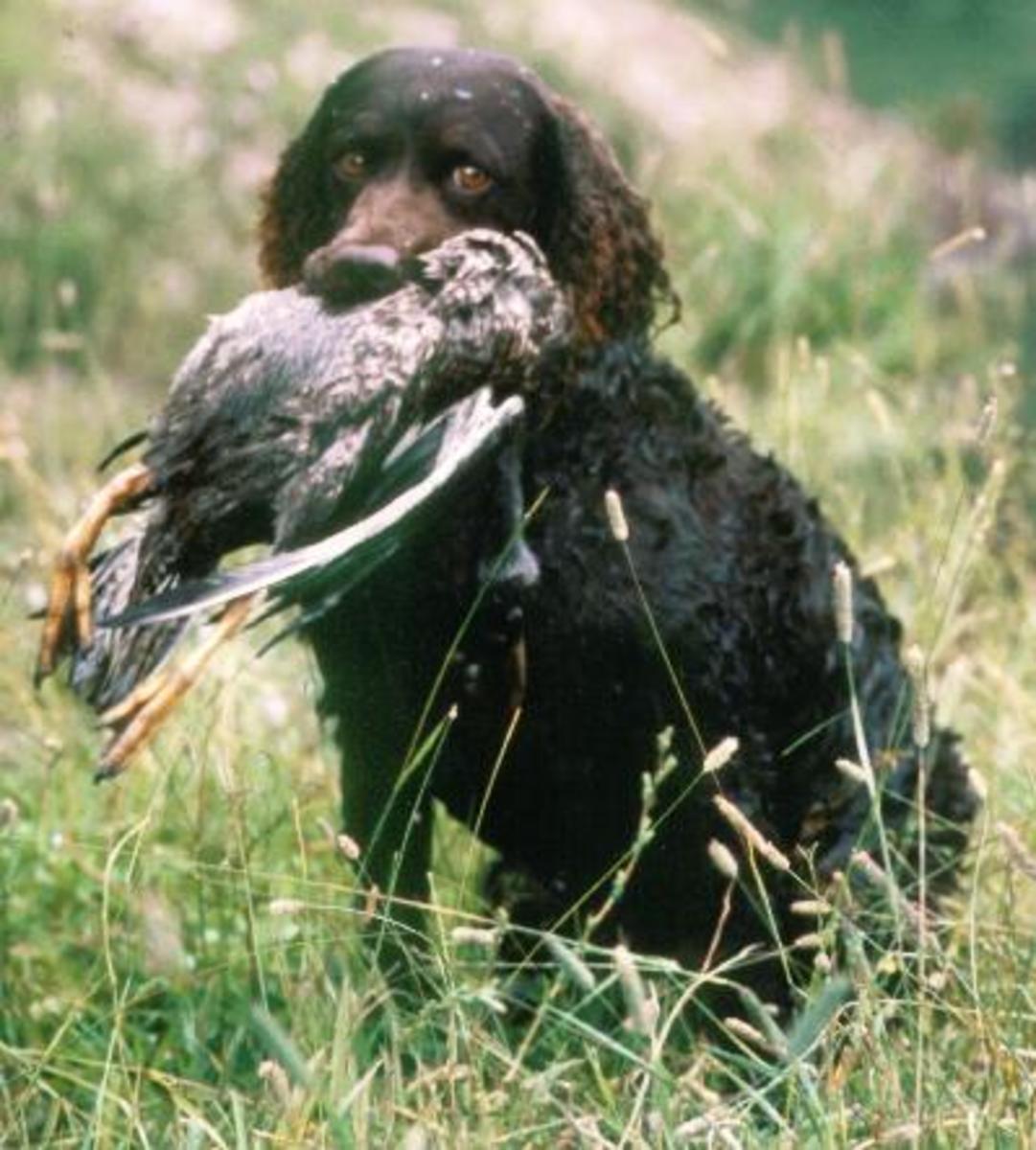 Due to its natural tracking and retrieving skills, the American Water Spaniel has been a favorite of hunters for the duration of its existence.