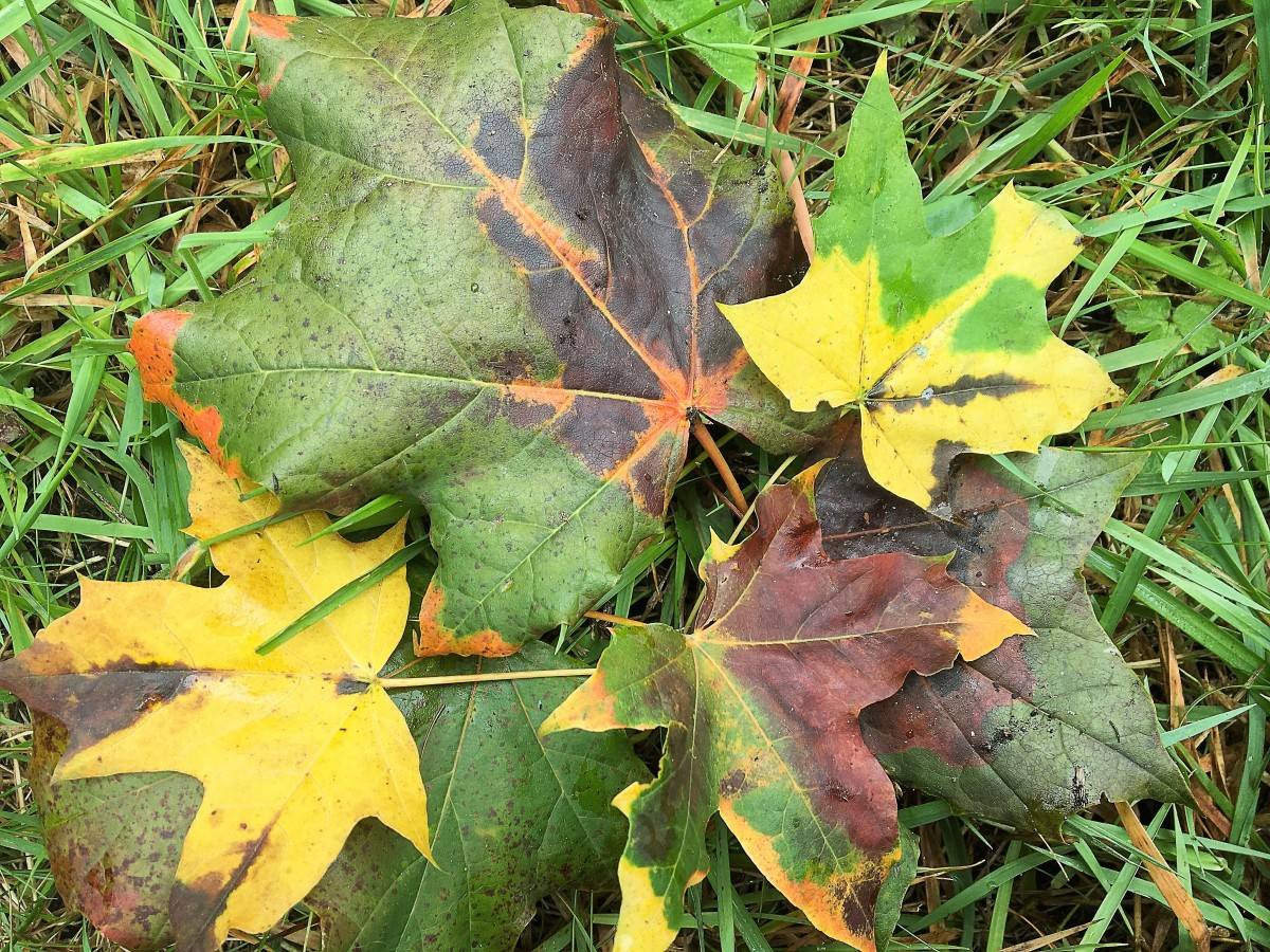 Autumn Leaf Colors, Twilight Facts, and a Fall Poem