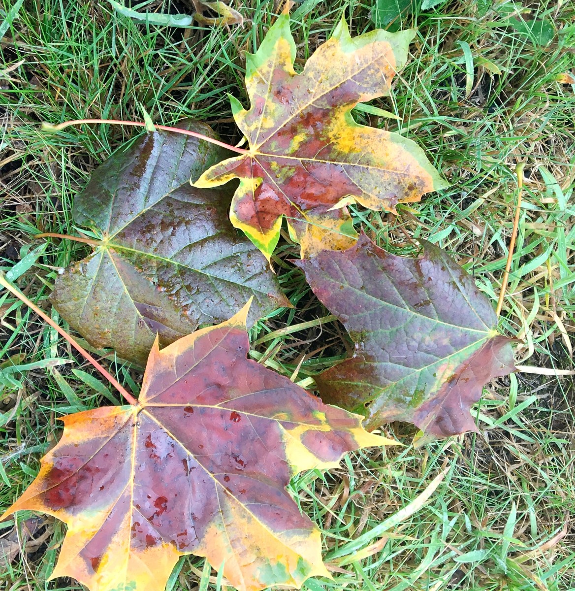More leaves dropped by the maple tree