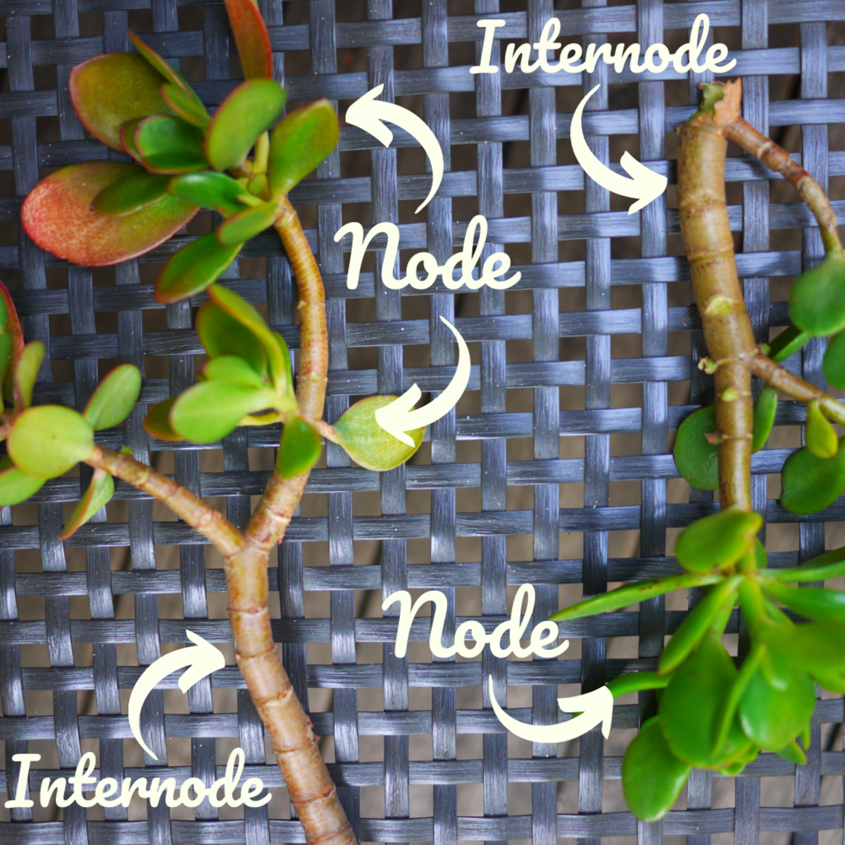 How To Propagate Jade Plants From Stem Or Leaf Cuttings