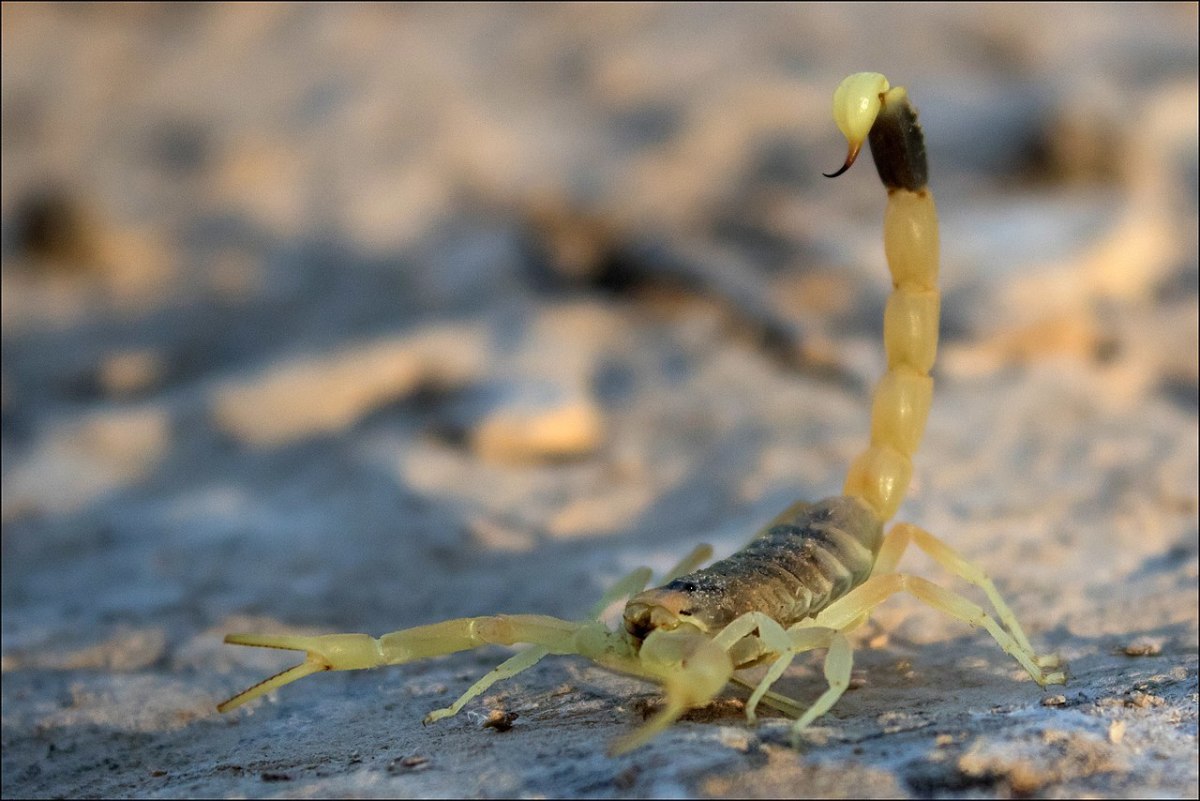 The infamous deathstalker scorpion.