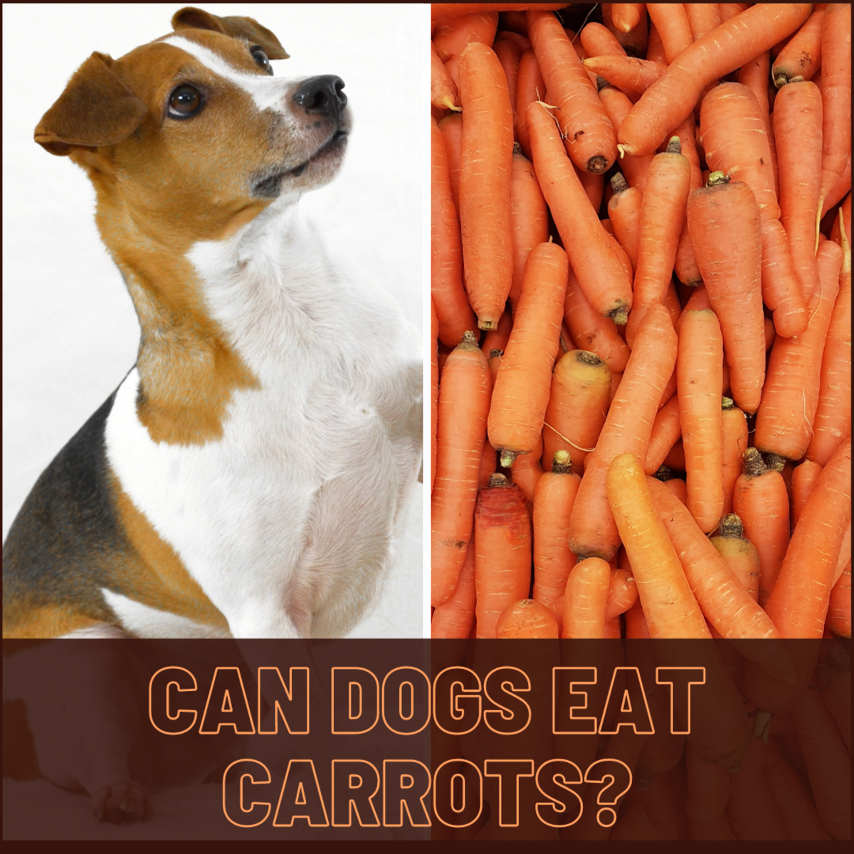 Can your best friend can eat carrots? Find out
here.
