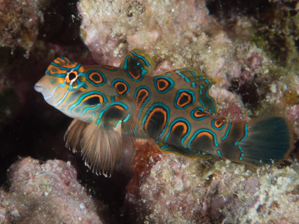 12 of the Most Beautiful Fish in the Philippines - Owlcation
