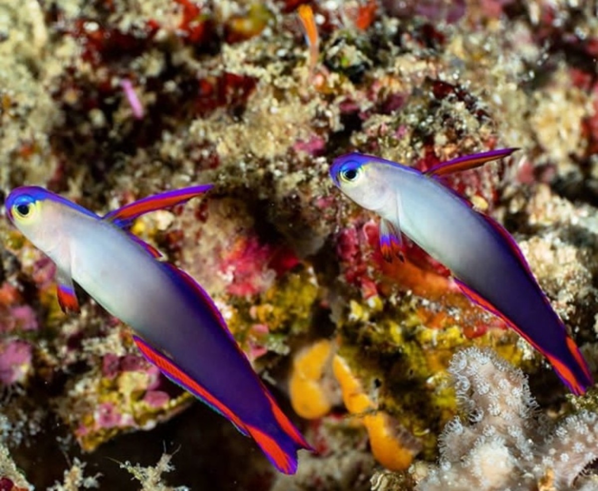 12 of the Most Beautiful Fish in the Philippines - Owlcation