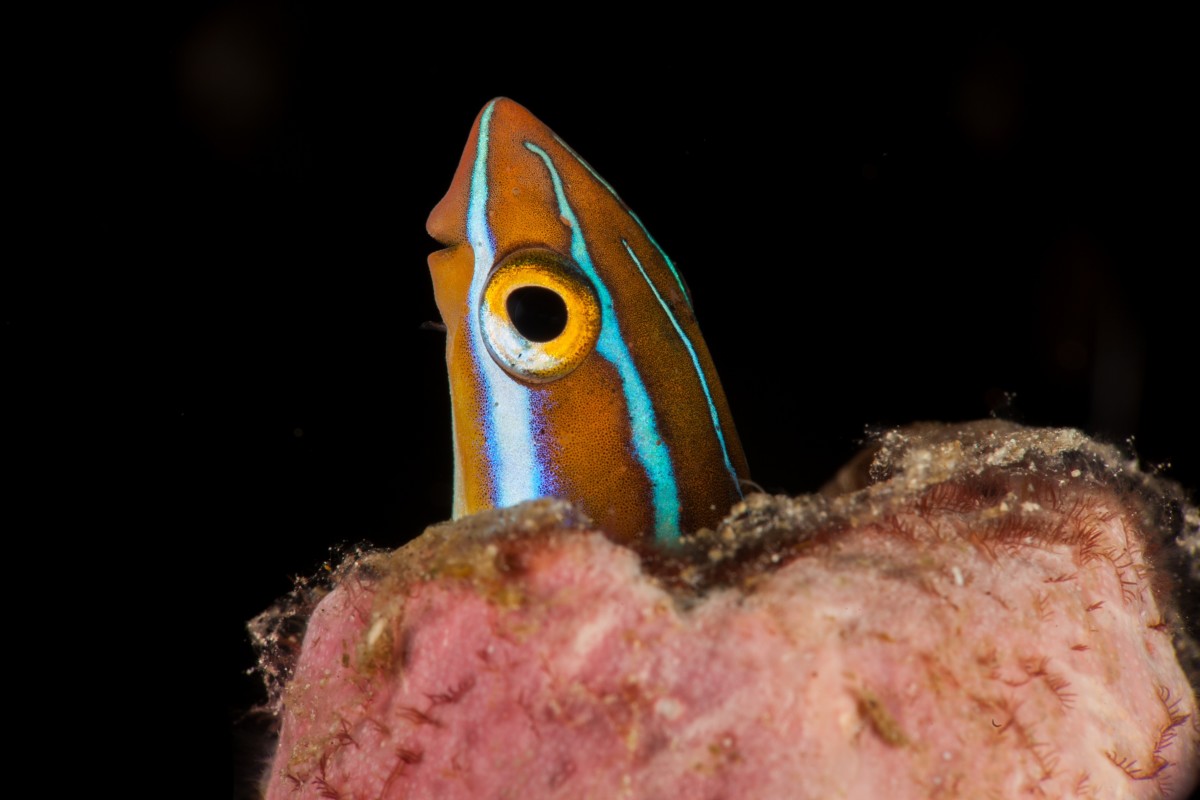 12 of the Most Beautiful Fish in the Philippines - Owlcation