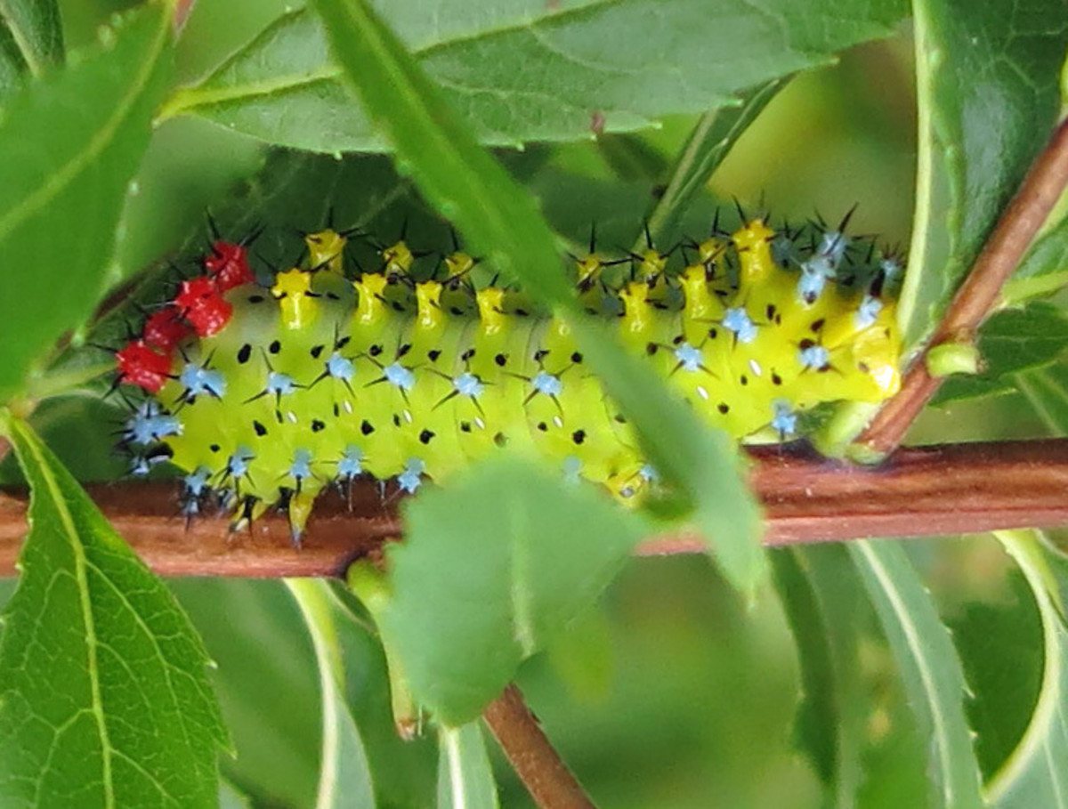 Fully Grown Caterpillar of Cecropia moth