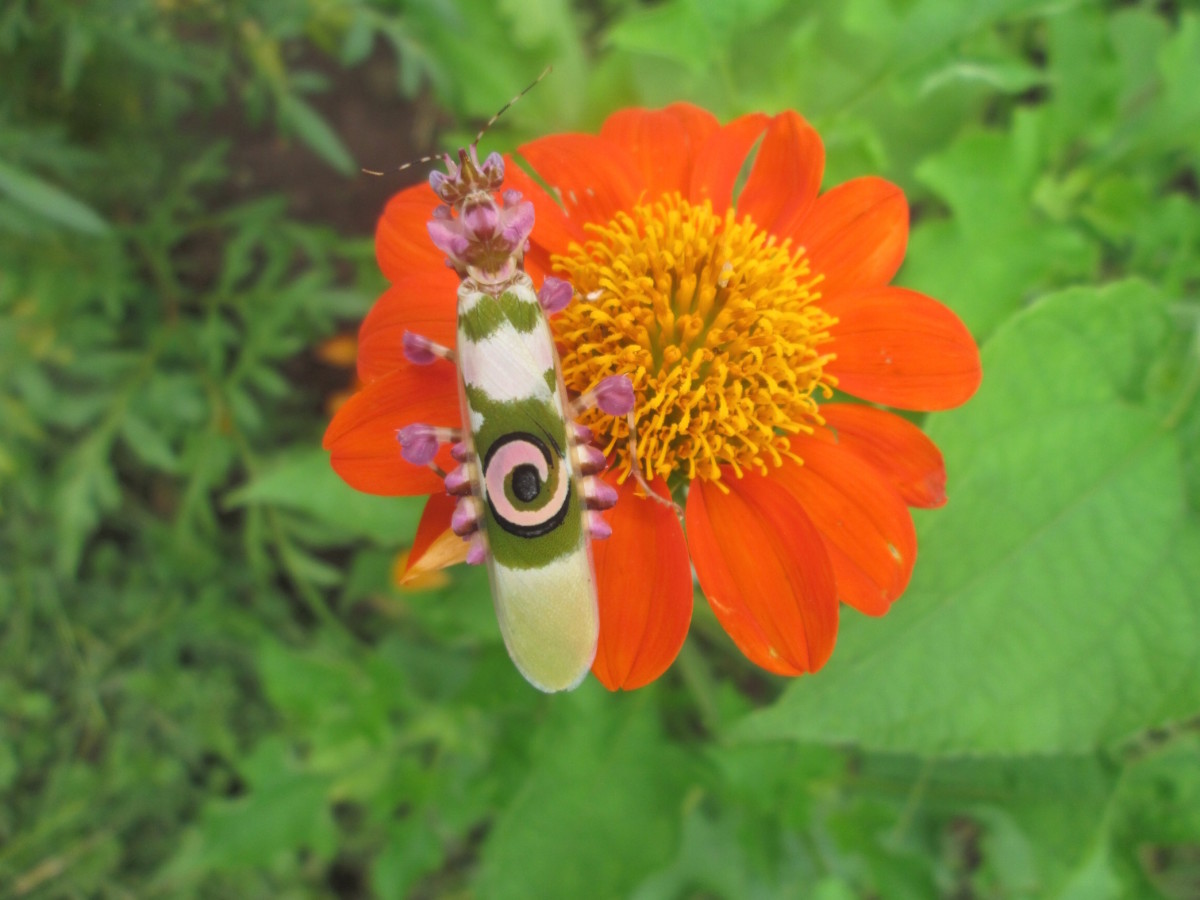Adult Spiny Flower Mantis