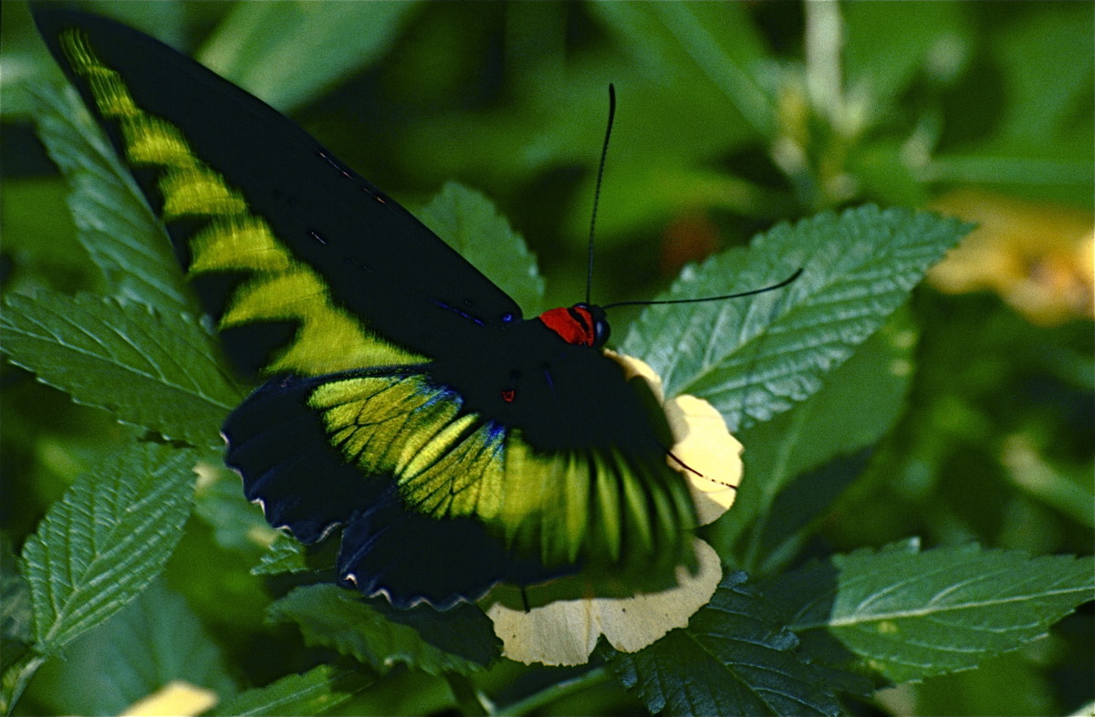 Male Palawan Birdwing Butterfly