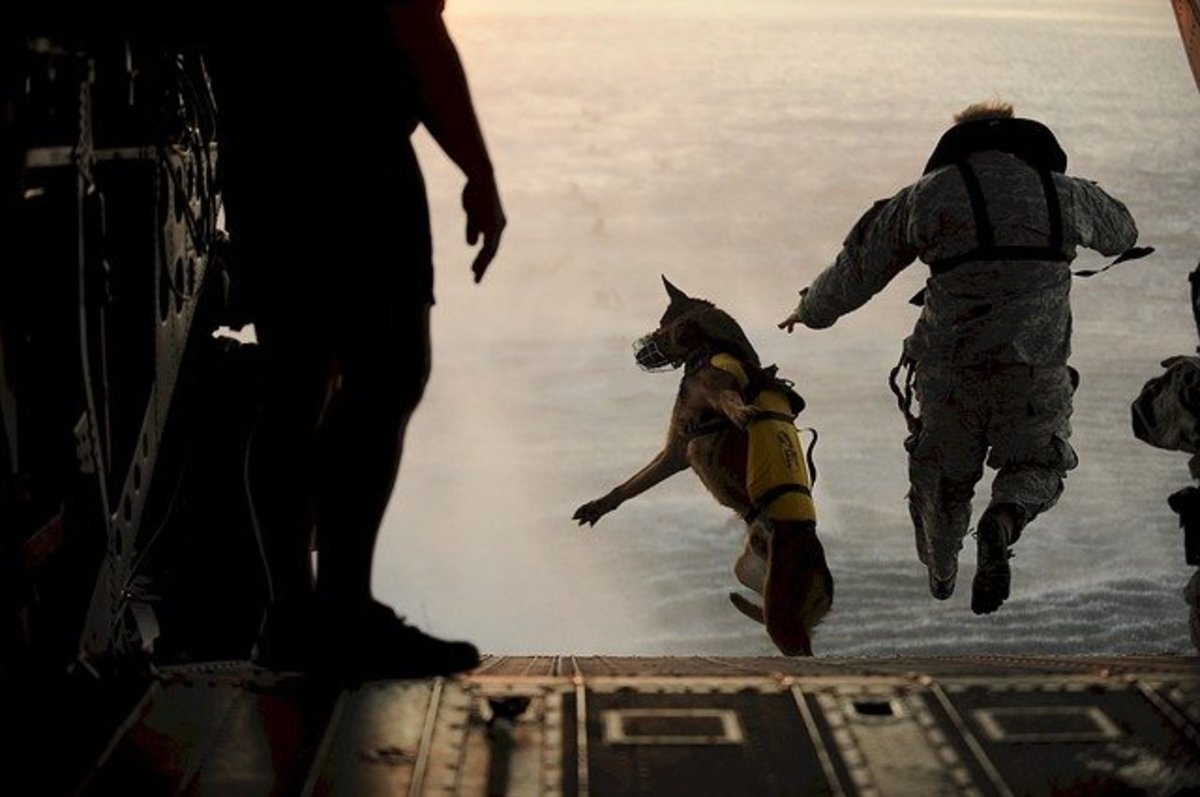 Dog jumping out of plane