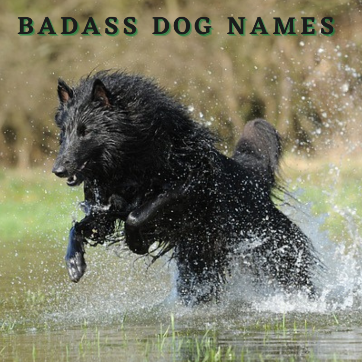 300 Badass Dog Names With Definitions For Your Pup PetHelpful