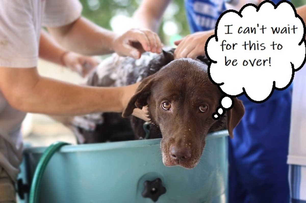 Some dogs really dislike bath time.