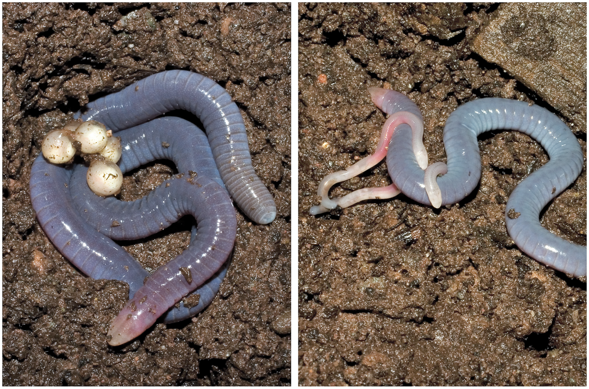 Eggs and skin feeding in a caecilian