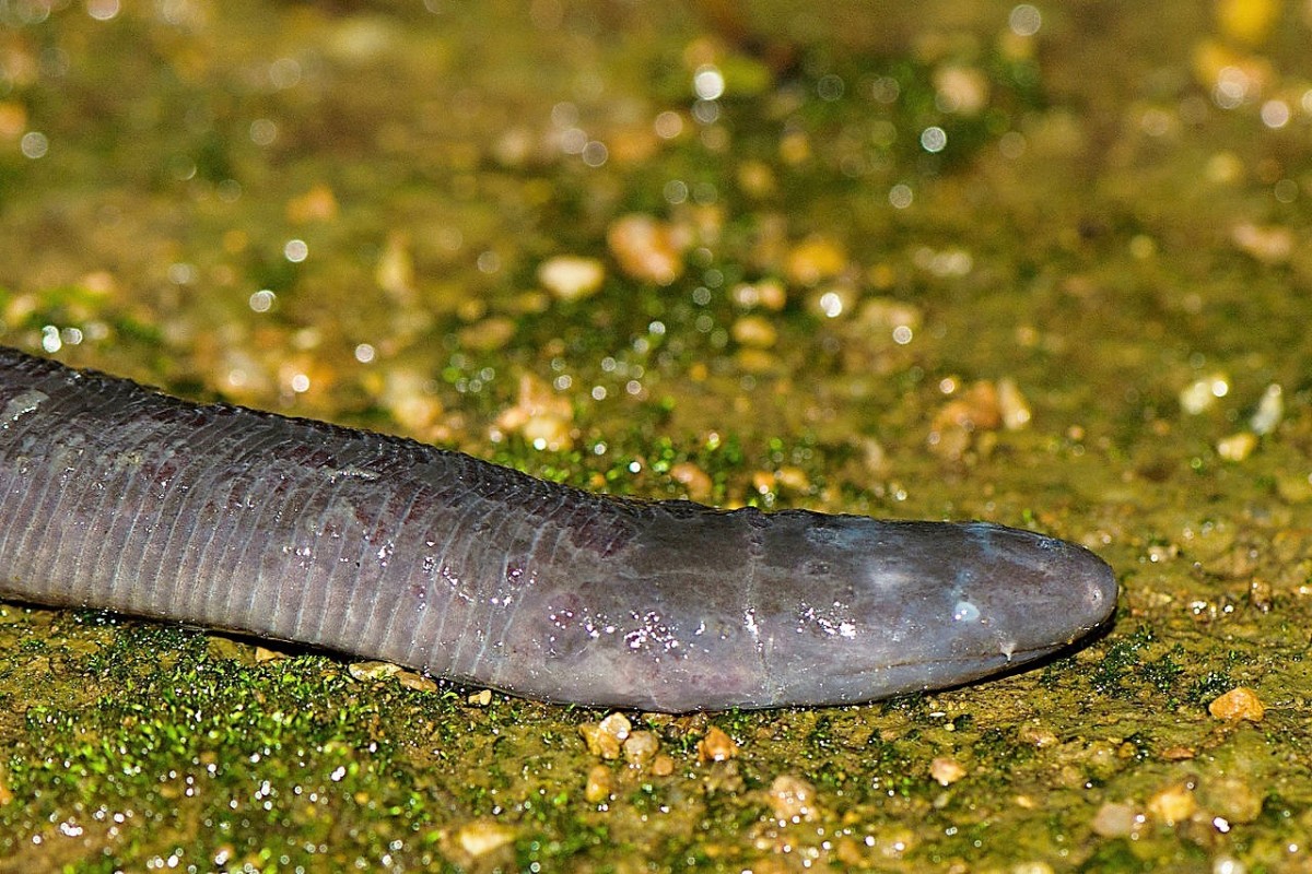 A view of a Bombay caecilian (Ichthyophis bombayensis) that shows one of its tiny white tentacles just above its mouth