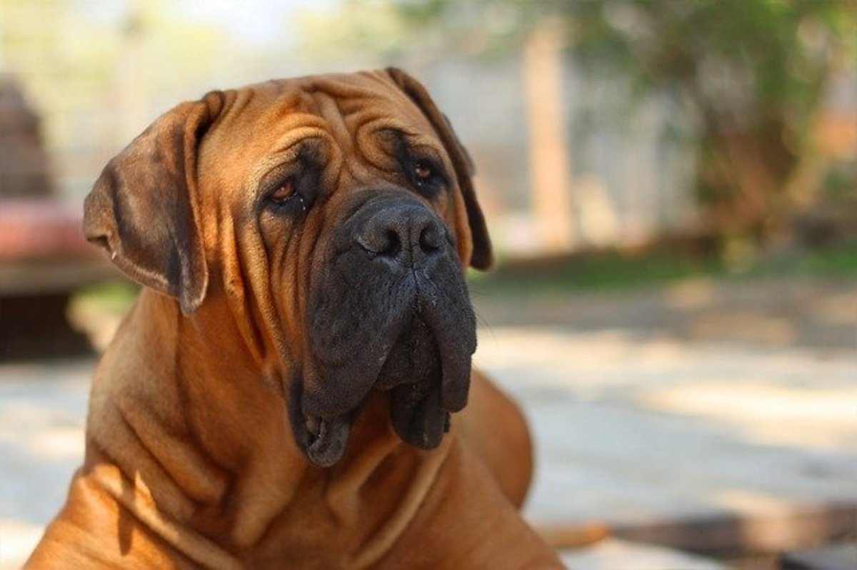 The boerboel sports extra sagging skin and dewlaps.