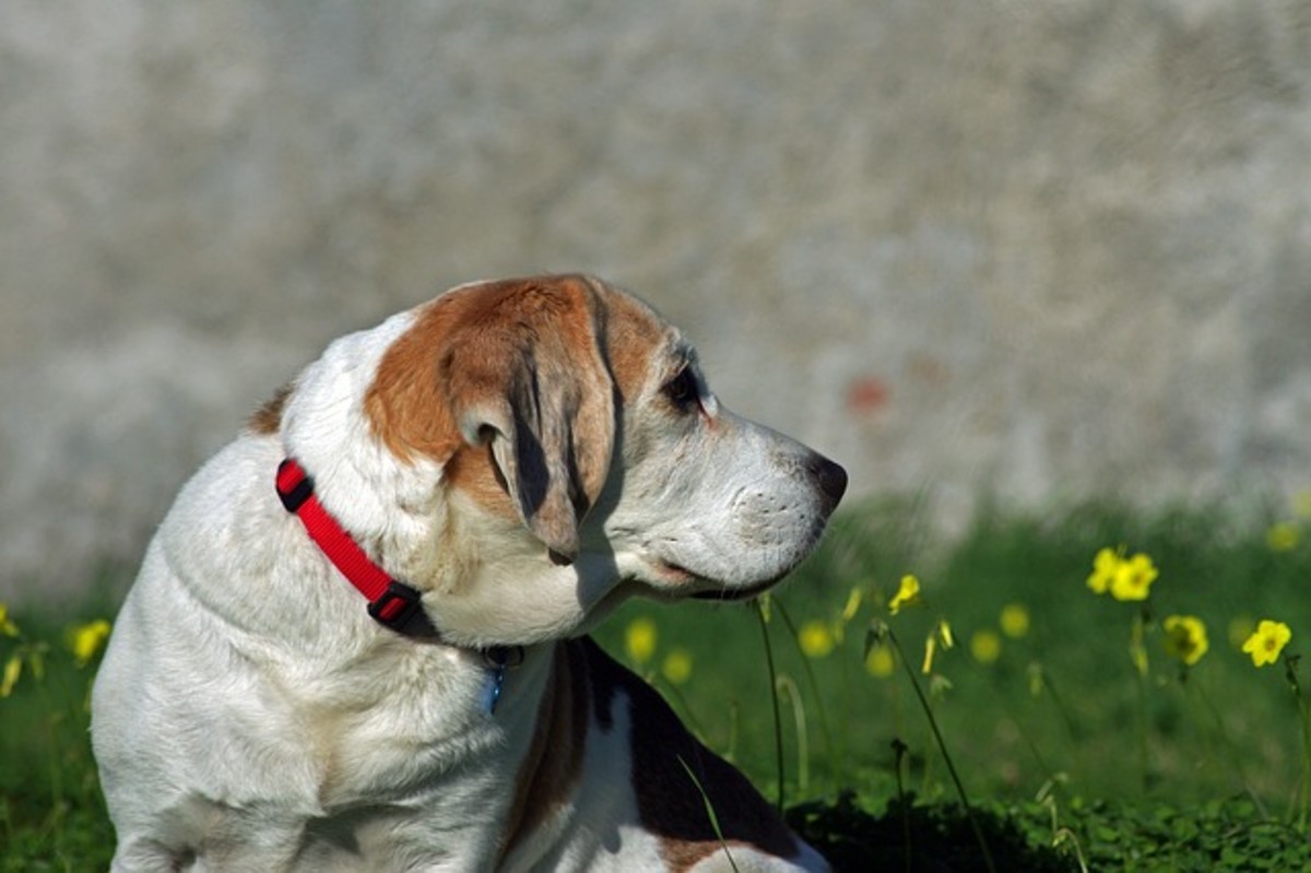 This beagle has a visible "dewlap."
