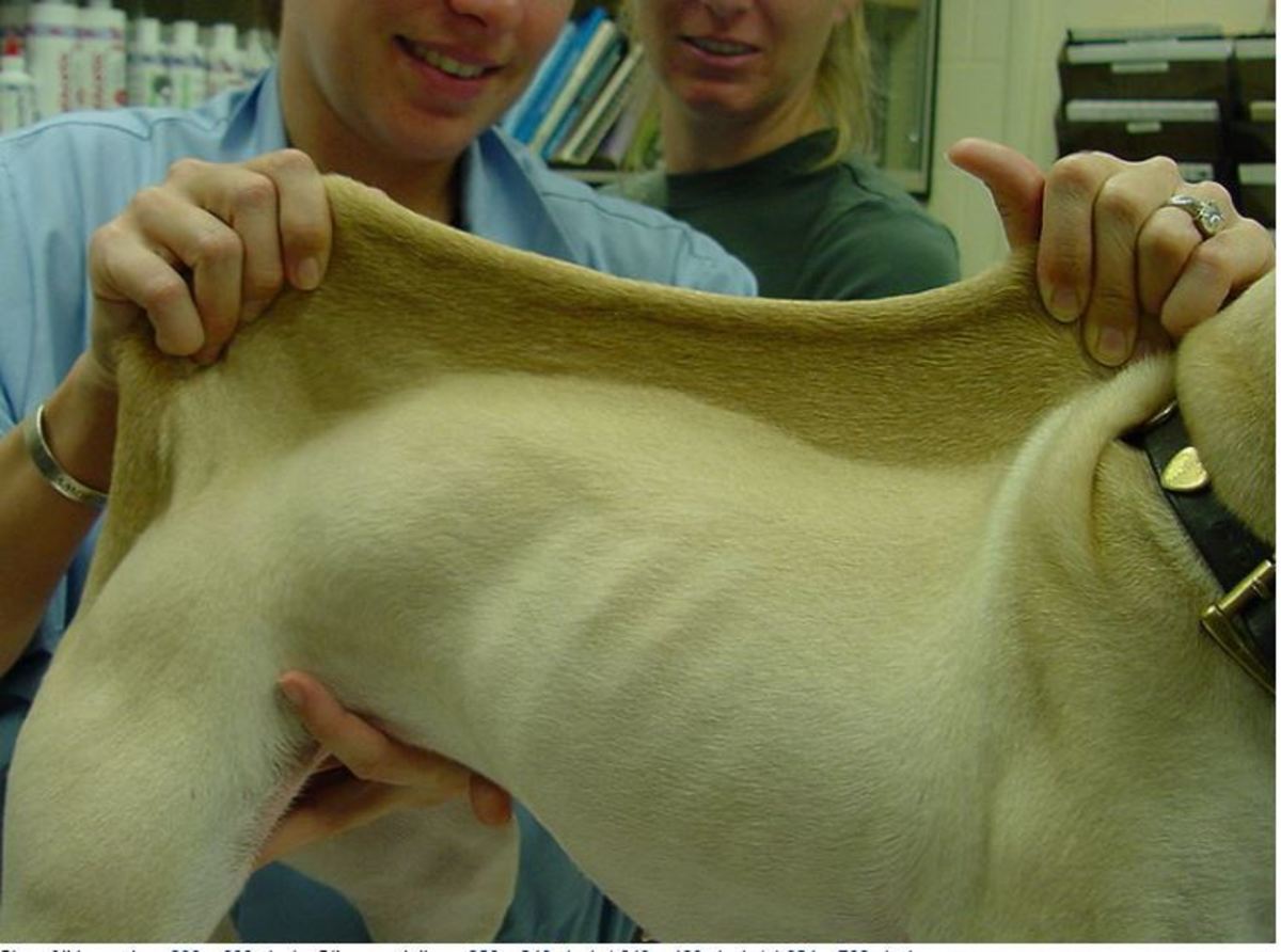 Ehlers-Danlos syndrome in a mixed breed puppy.