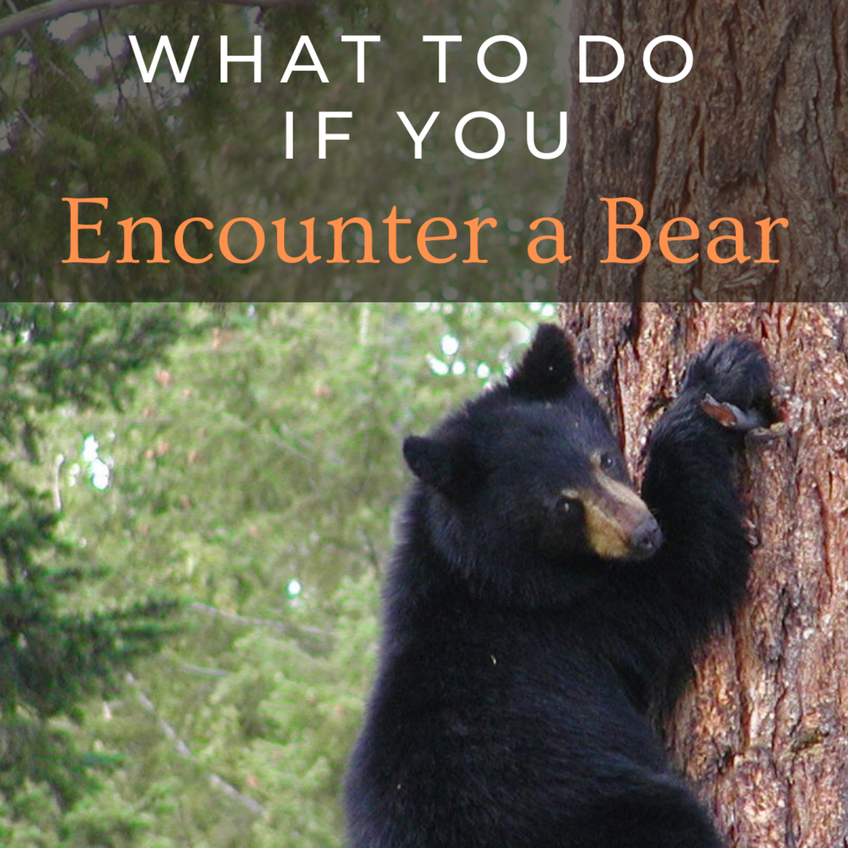 What to Do If You See a Bear