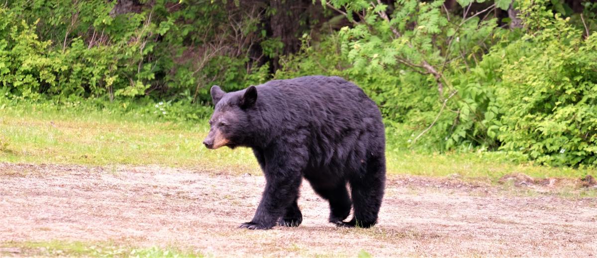 Black bear in Alaska.