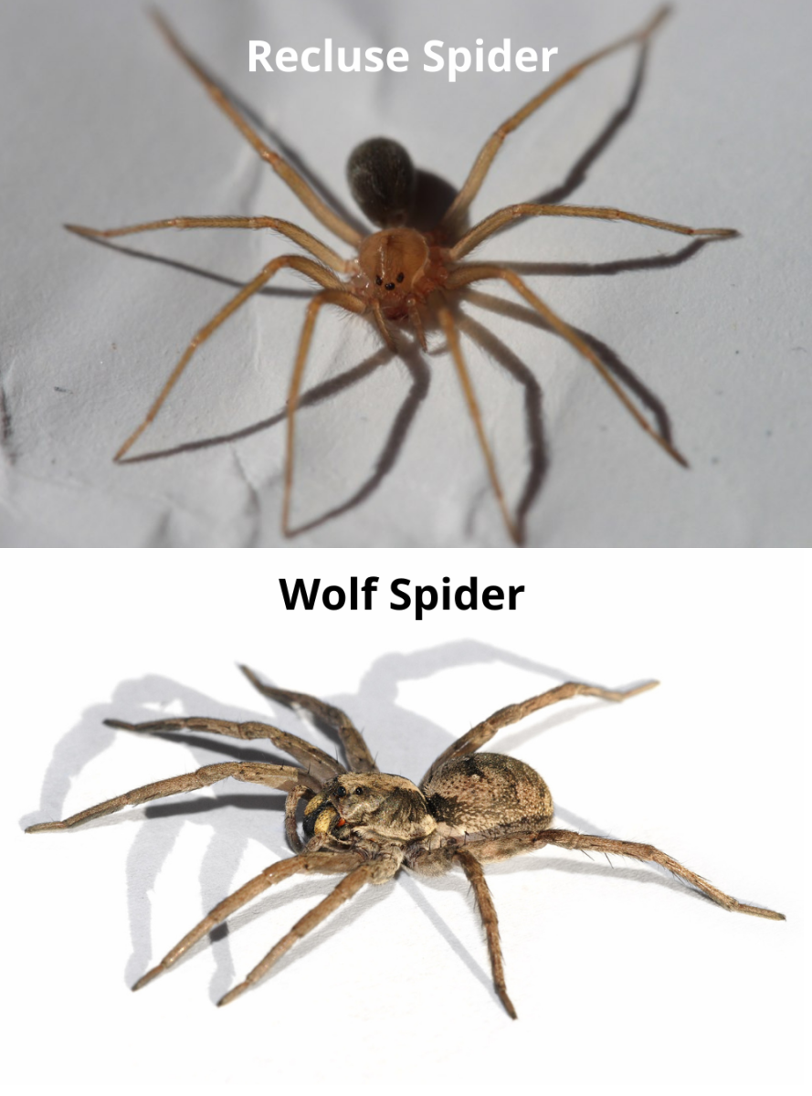 Wolf spiders are commonly misidentified as recluses, but when seen side-by-side, you can recognize the differences.
