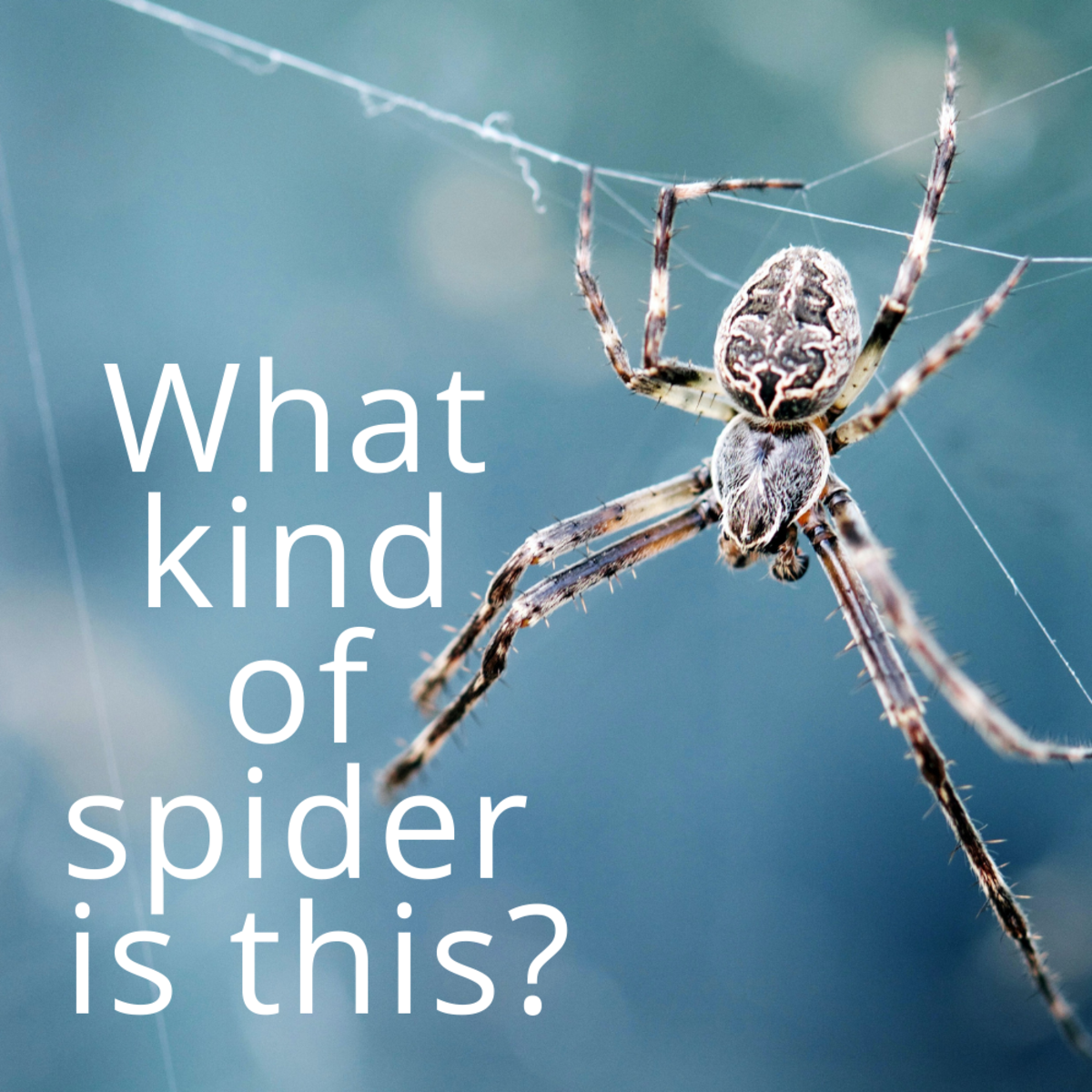 Spider Identification Guide