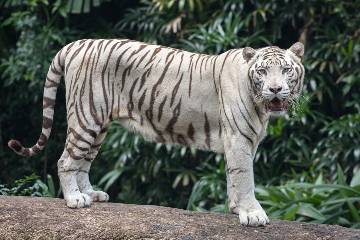 A beautiful white tiger.