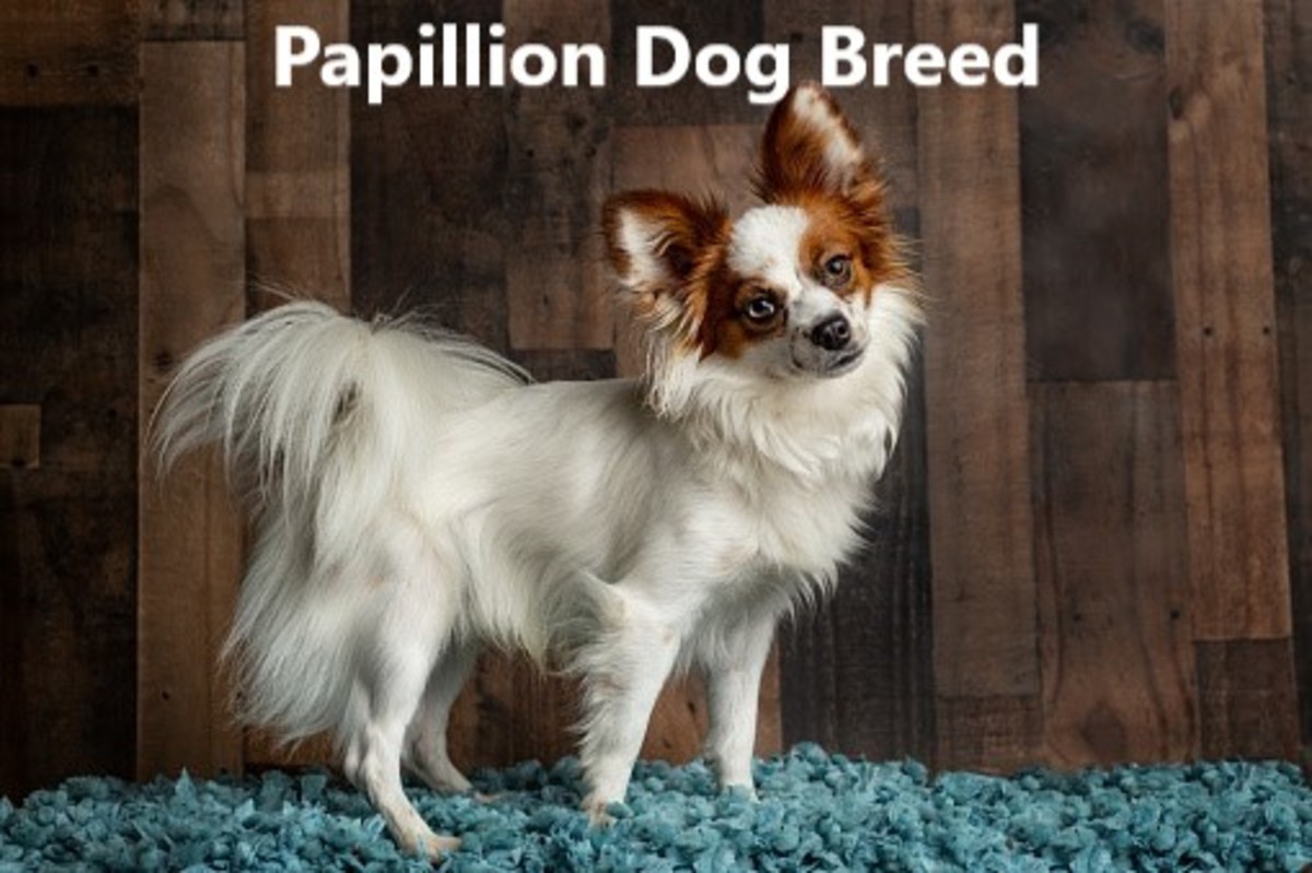 Butterfly-shaped ear. "Papillion" means butterfly in French.