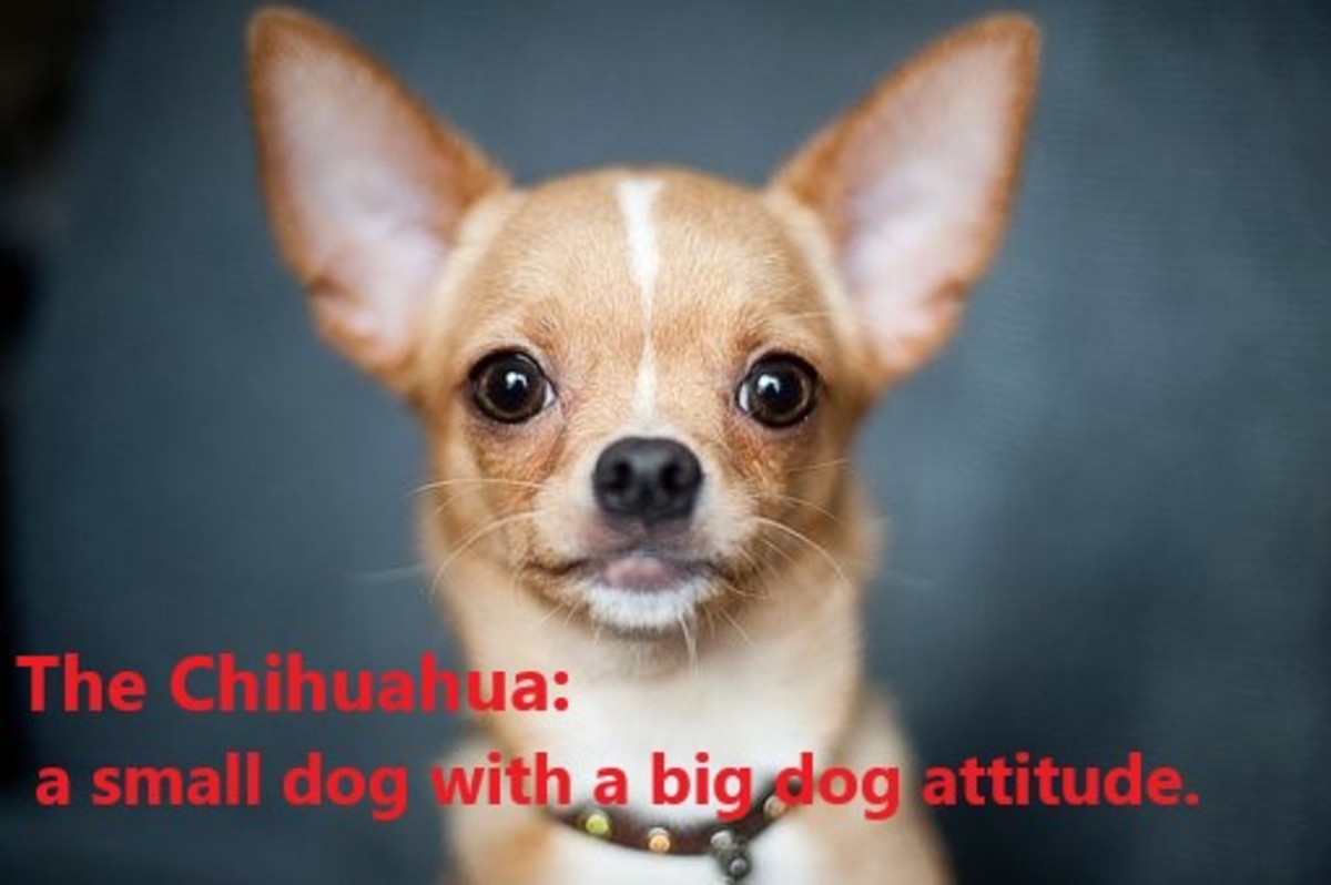 The Chihuahua may be tiny, but your home will never be the same as their antics and mindset is that of a much bigger dog.