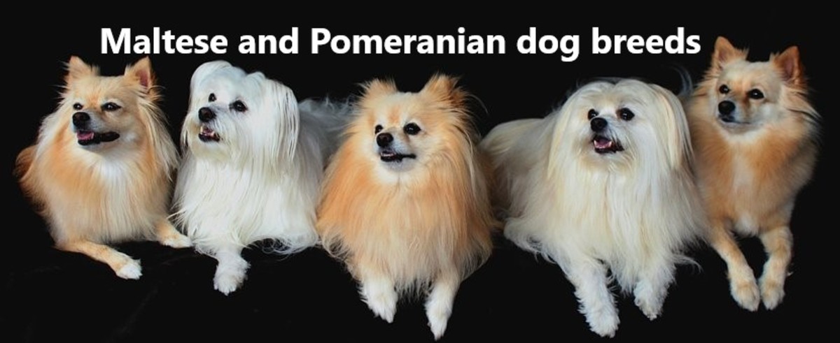 Maltese and Pomeranians.