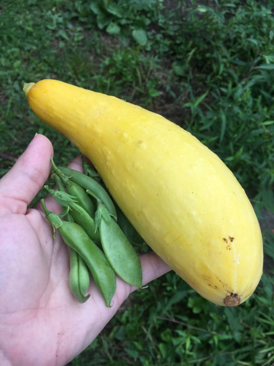 How to Grow SquashPumpkin Hybrids Dengarden