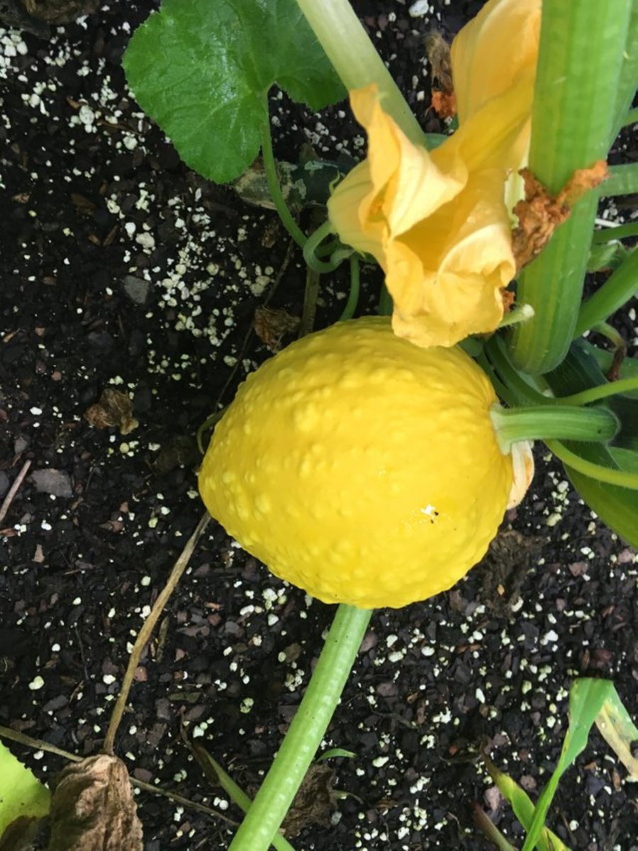 The squash had a flower growing at the end until it was pollinated. As the squashkin grew, the flower wilted and died off.