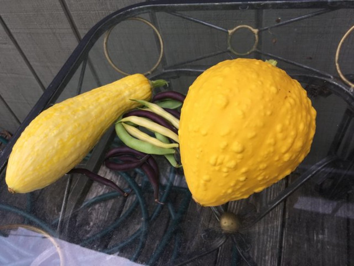 On the left is the yellow squash that grew in the pumpkin patch and on the right is a squash pollinated by a pumpkin.