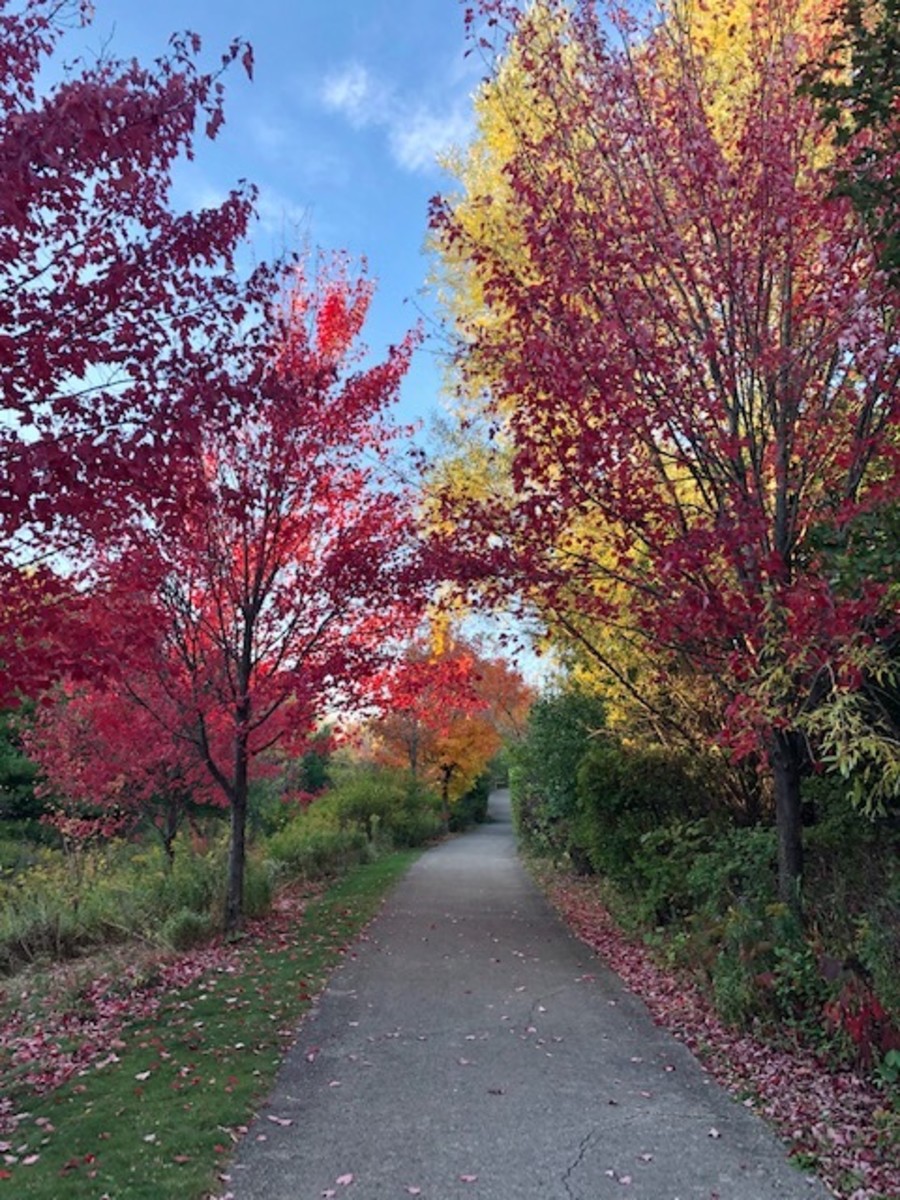 Colorful October Pathway