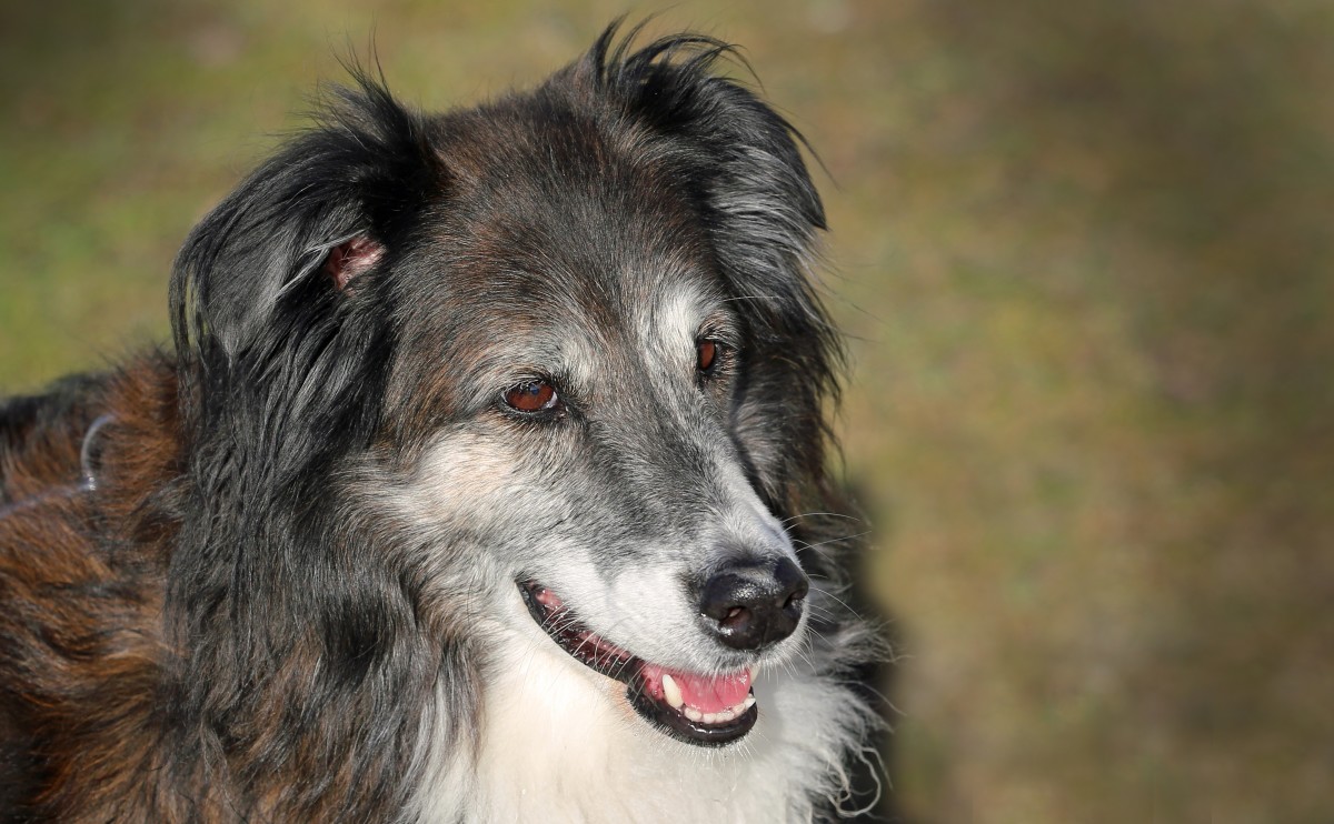 do old dogs recover from strokes