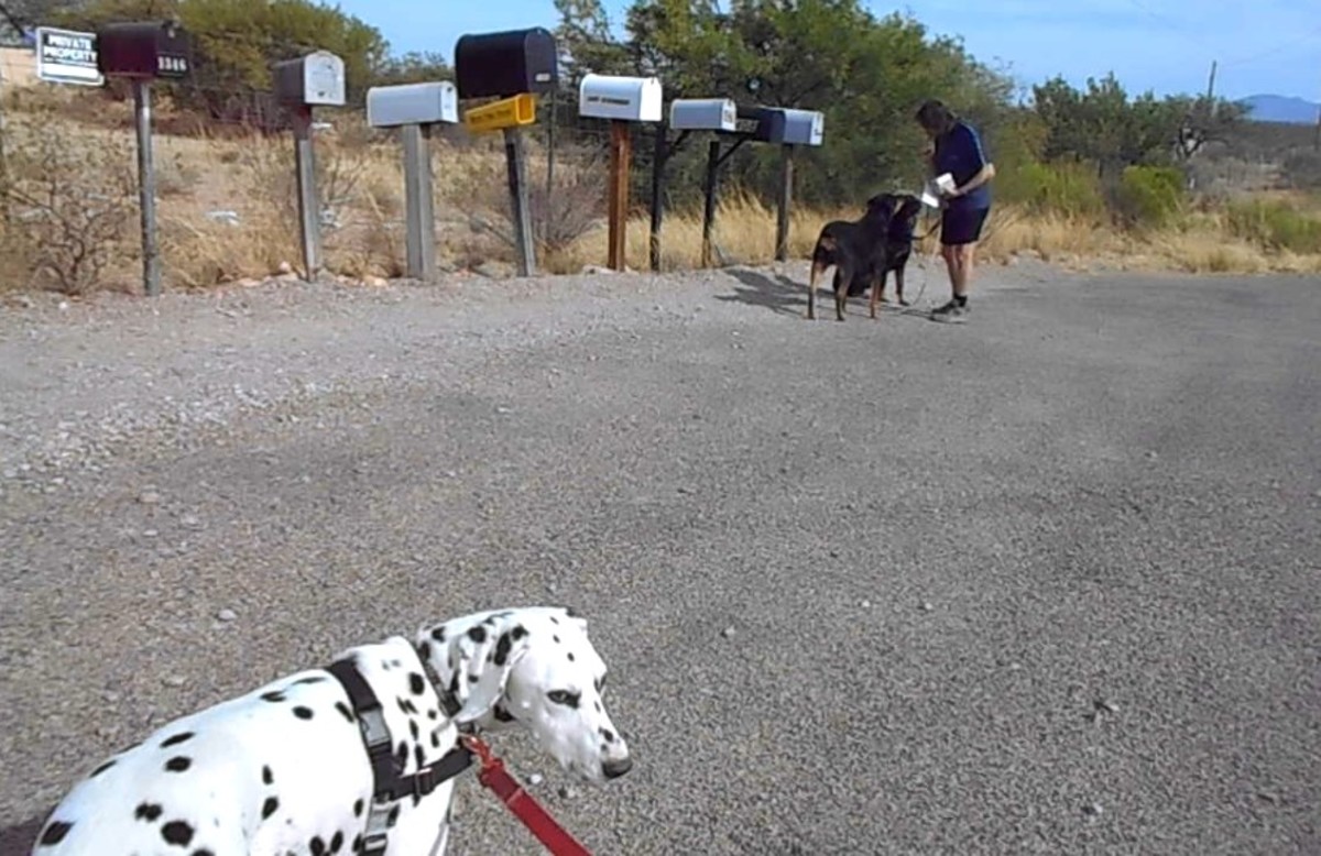 The Dalmatian spots other dogs and looks at me to start heeling.