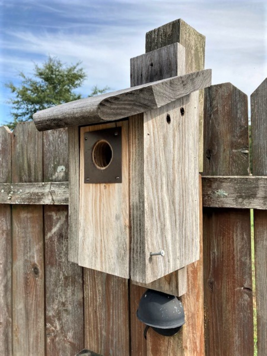 Bluebirds in Our Backyard HobbyLark