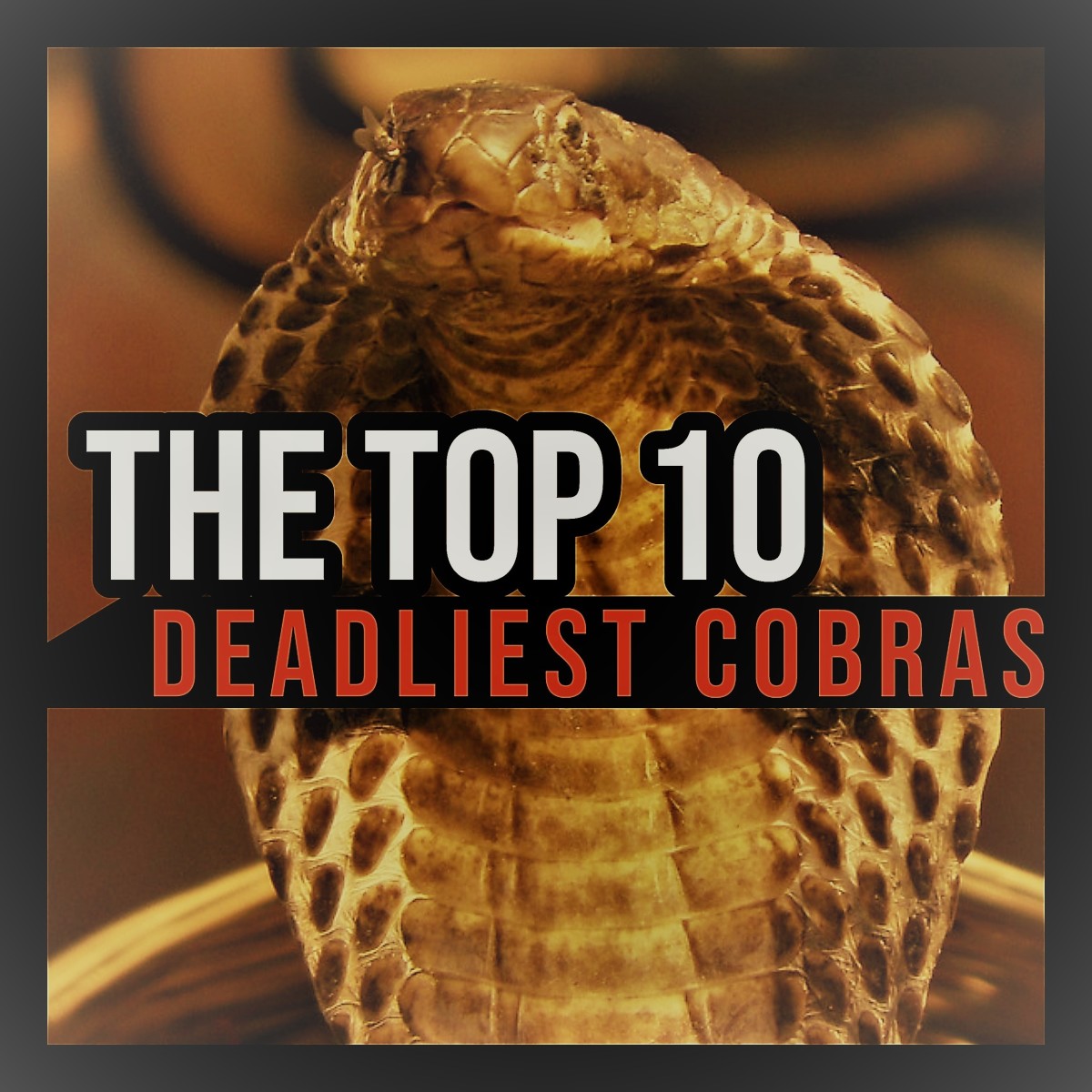 The Top 10 Deadliest Cobras in the World